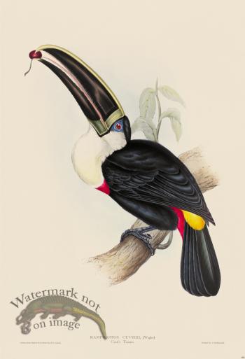 Cuviers Toucan